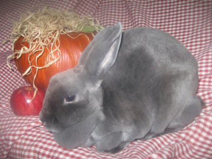 blue otter mini rex