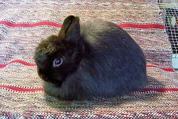 Bunny Breed Guide: Jersey Woolly Rabbits - PetHelpful